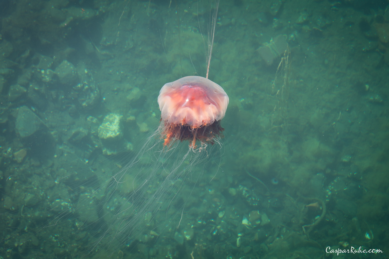 Lion's Mane Jellyfish